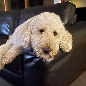 nicknoodleboy avatar