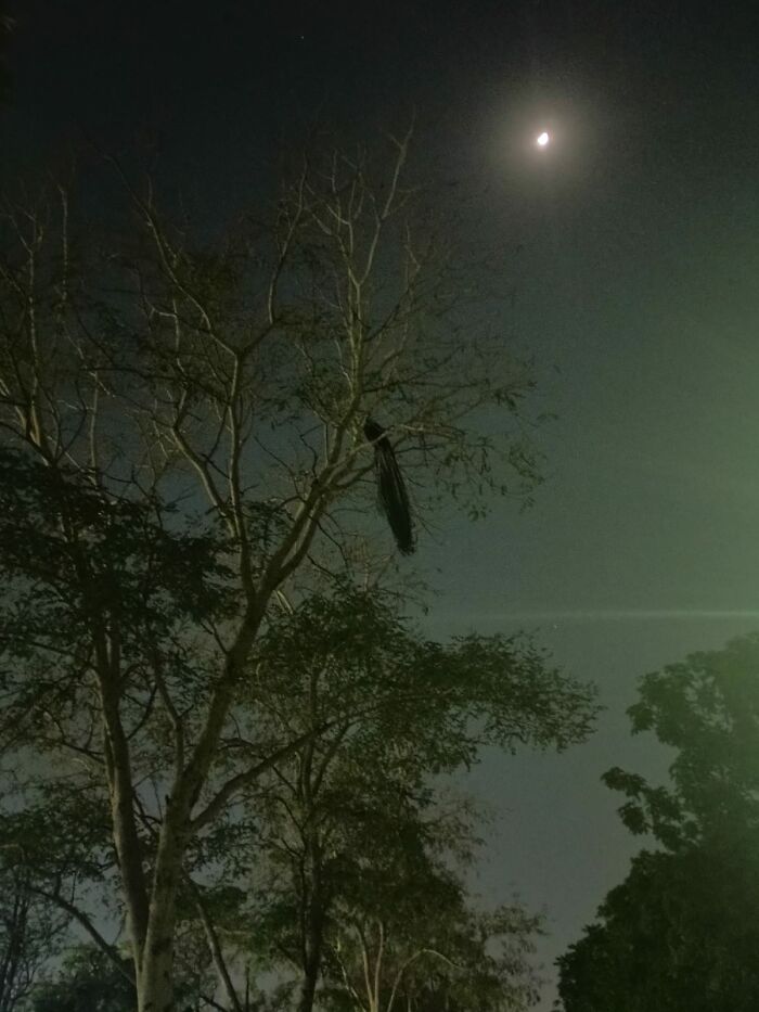 I Saw A Peacock Sleeping On A Tree At 3 O'clock On A Pretty Dark Night