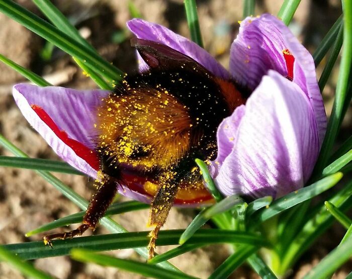 When You Get So Pollen Drunk, You Fall Asleep In Your Flower