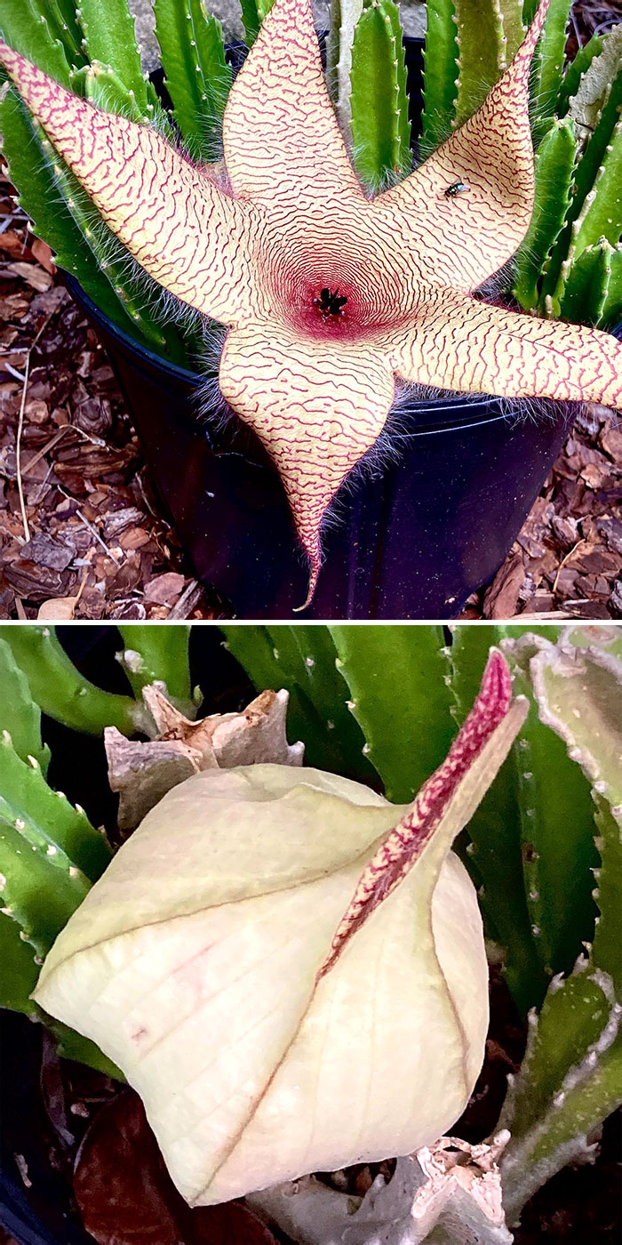 After 2 Weeks Of Development, This Monster Flower (Known As Carrion Flower) Finally Opened Up