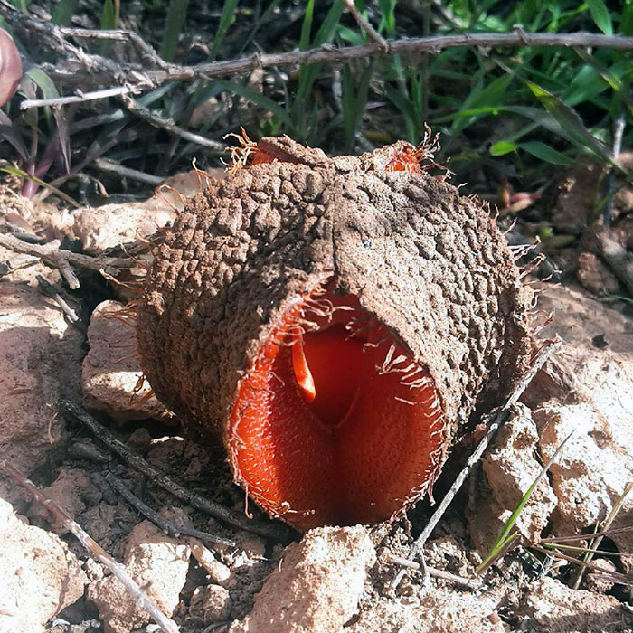 Jackal Food Or Hydnora Africana. It's A Parasite Plant That Dependent On Its Hosts To Survive. The Plant Grows Underground, But A Fleshy Flower Emerges Above The Ground