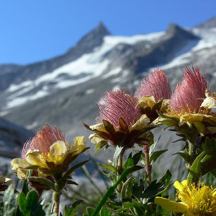 The Creeping Avens (Geum Reptans) Belongs To The Rose Family And Is Popularly Known As "Gletscher Petersbart"