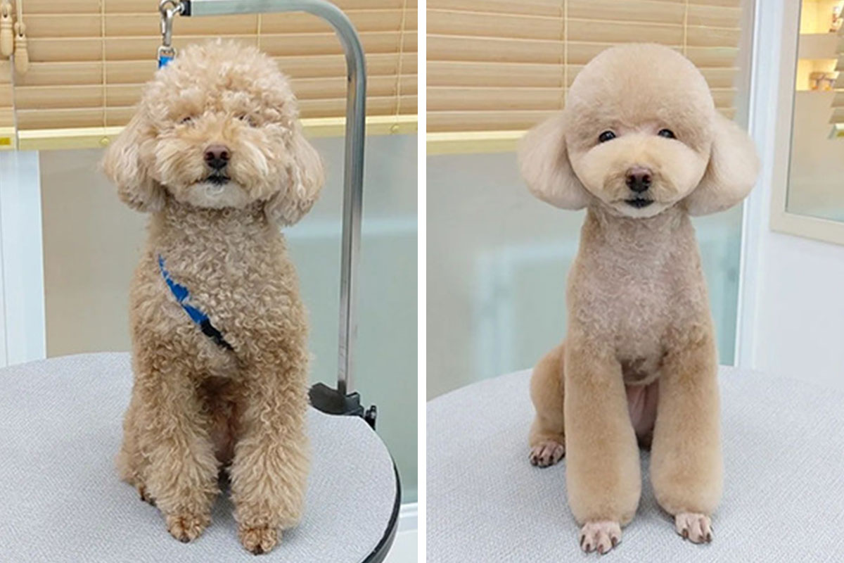 In Korea, A Dog Grooming Salon Goes Viral For 'Cute' Styling