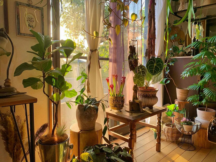 Living room ideas featuring a bright interior with numerous plants near a sunlit window creating a refreshing atmosphere. Living room ideas featuring a bright interior with numerous plants near a sunlit window creating a refreshing atmosphere.