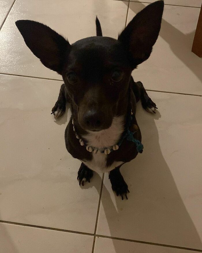 Woman Shares Anguish Over Delta Airlines Losing Her Beloved Pooch In Atlanta Airport Woman Shares Anguish Over Delta Airlines Losing Her Beloved Pooch In Atlanta Airport