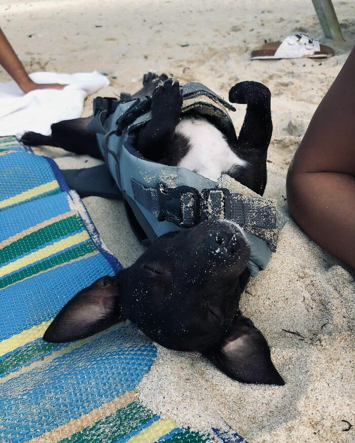 Woman Shares Anguish Over Delta Airlines Losing Her Beloved Pooch In Atlanta Airport Woman Shares Anguish Over Delta Airlines Losing Her Beloved Pooch In Atlanta Airport