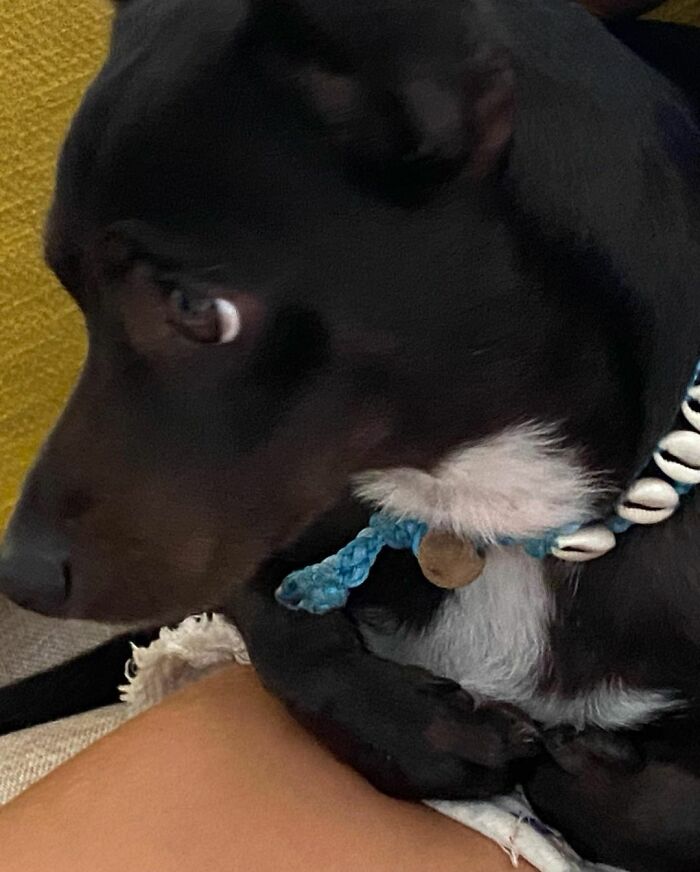 Woman Shares Anguish Over Delta Airlines Losing Her Beloved Pooch In Atlanta Airport Woman Shares Anguish Over Delta Airlines Losing Her Beloved Pooch In Atlanta Airport