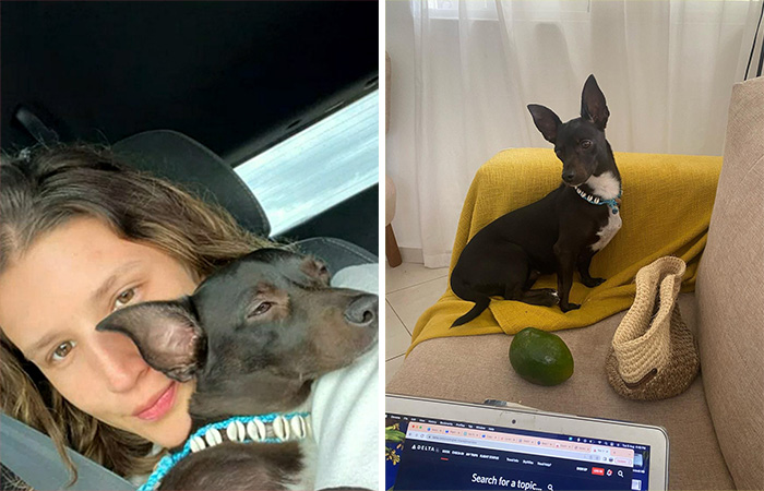 Woman Shares Anguish Over Delta Airlines Losing Her Beloved Pooch In Atlanta Airport
