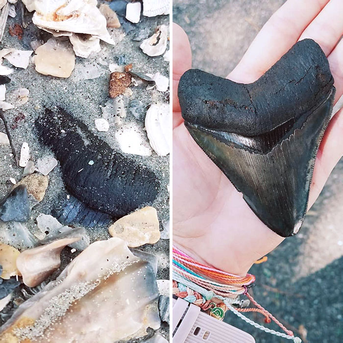 Finally Found My First Megalodon Tooth After Years Of Hunting Shark Teeth