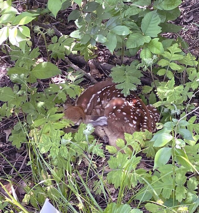 I've Never Been This Close To Such A Young Fawn And Was Extremely Lucky To Get The Opportunity To Do So