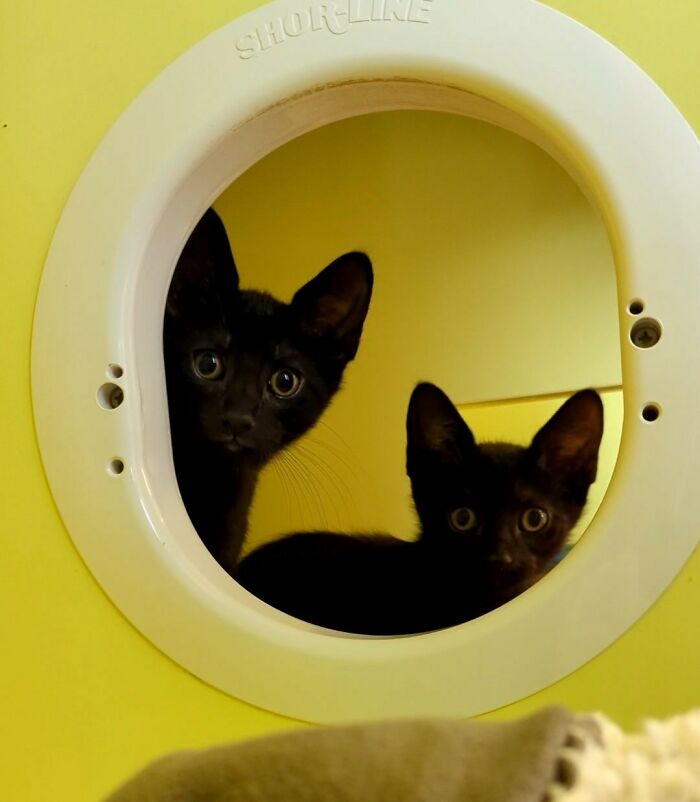 Beanie & Fedora, Brother And Sister Shelter Kittens At Michigan Animal Rescue League 💙