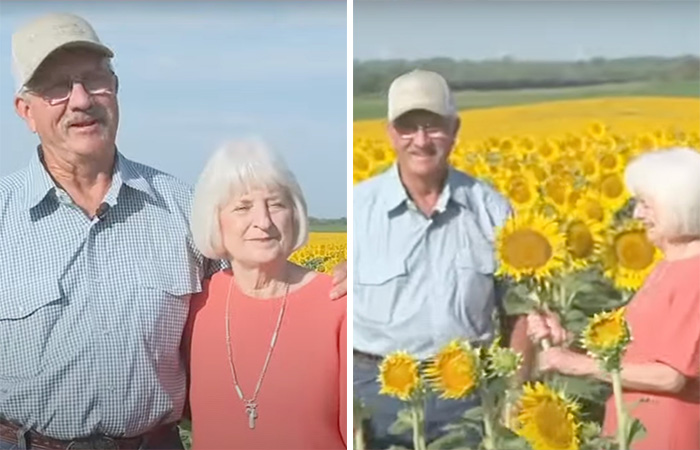 “It Made Me Feel Very Special”: Man Surprises Wife Of 50 Years With A Field Of 1.2M Sunflowers