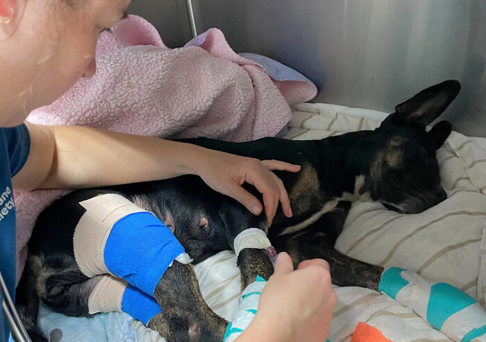 Hope Among Ashes As Maui Community Unites In Helping Wildlife Impacted By Fire Hope Among Ashes As Maui Community Unites In Helping Wildlife Impacted By Fire