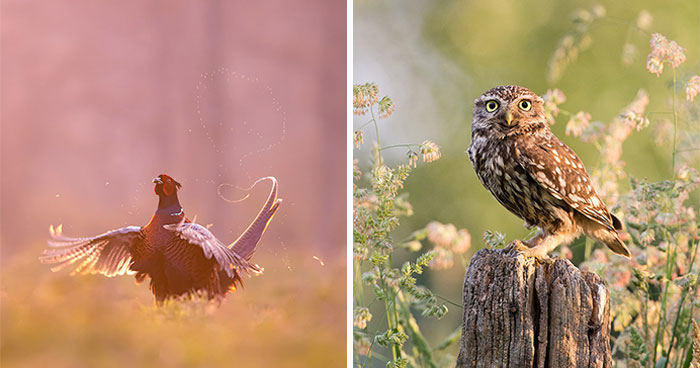 I Managed To Capture 33 Magical Moments Of Birds In Nature