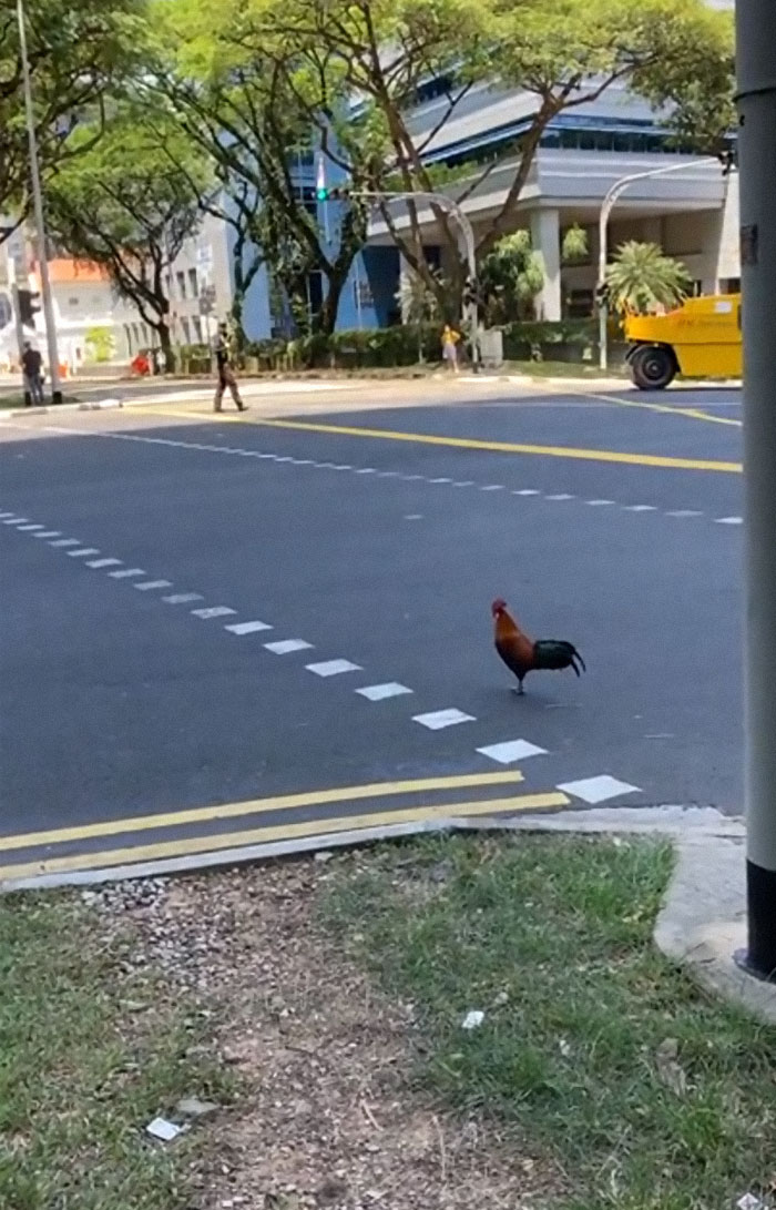 The Other Day, I Saw A Chicken Trying To Cross The Road