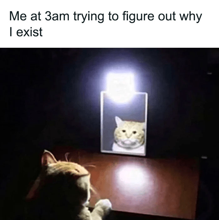3 am existential cat meme