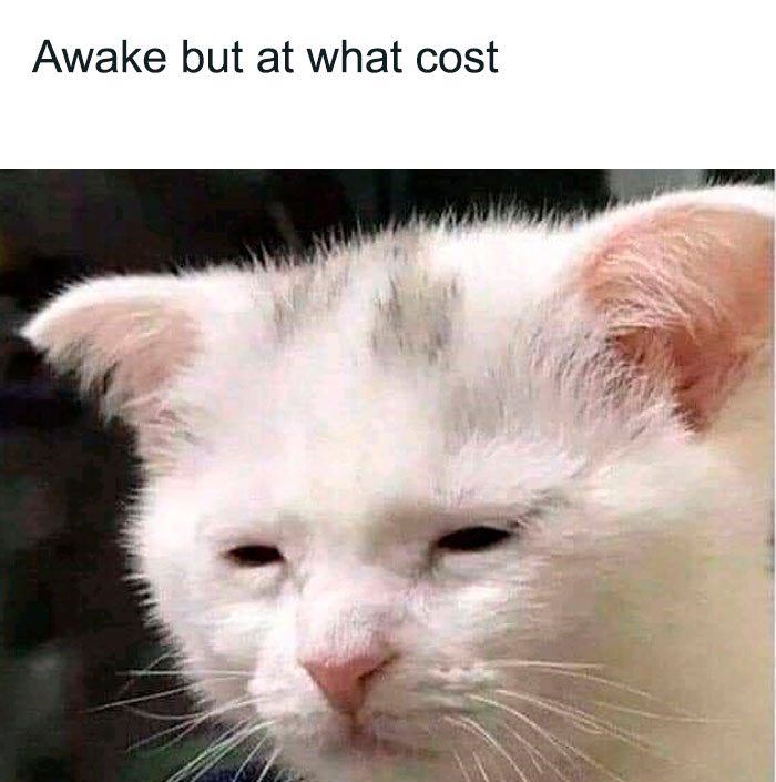 Awake But At What Cost cat Meme