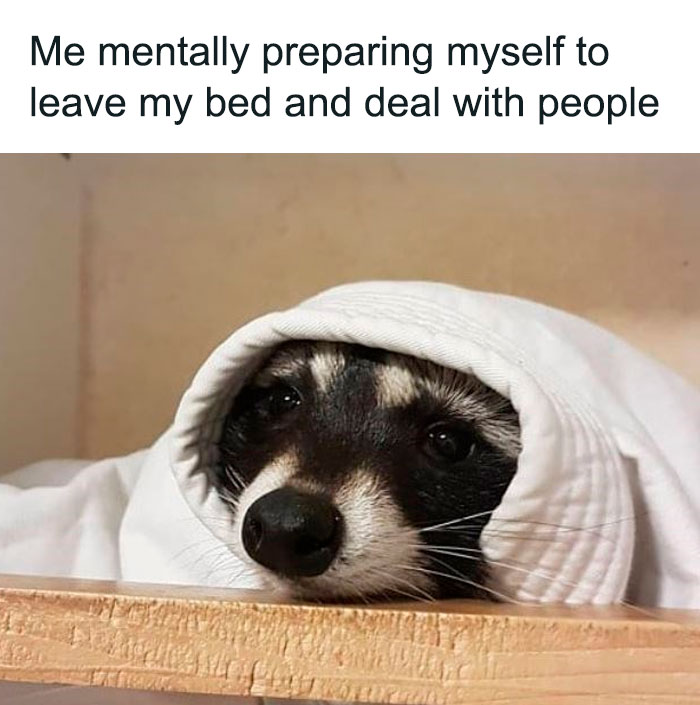 Racoon wrapped in a blanket meme