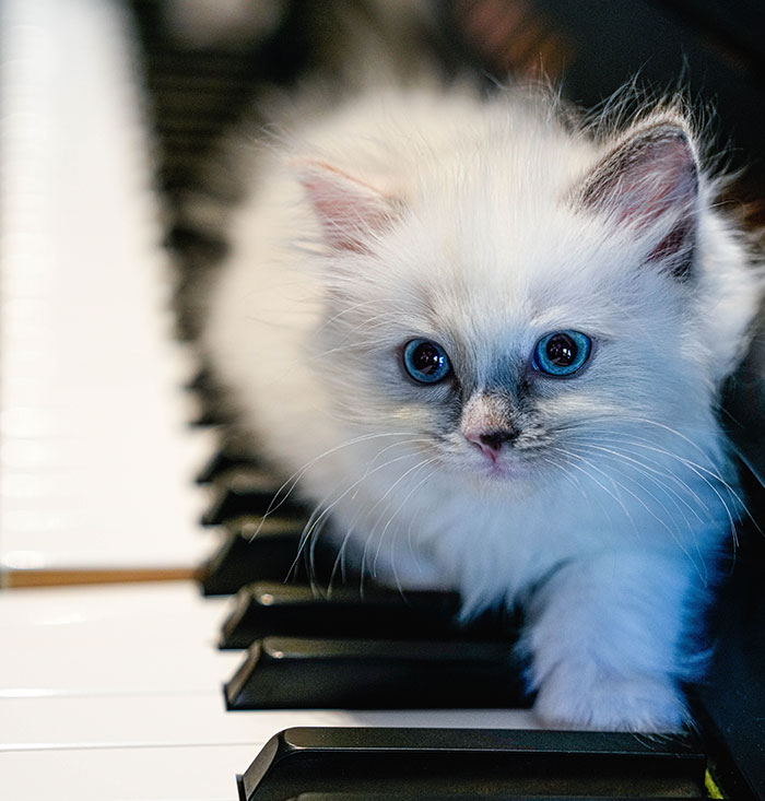 White cat with blue eyes on piano keys
