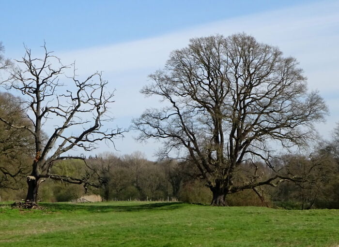 Near Where I Grew Up There's A Castle With Many Very Old Oaks Around It. Some Are Dead, But They're All Beautiful! 