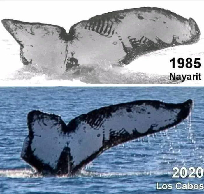 La misma ballena fotografiada tras 35 años, ambas en la costa de México