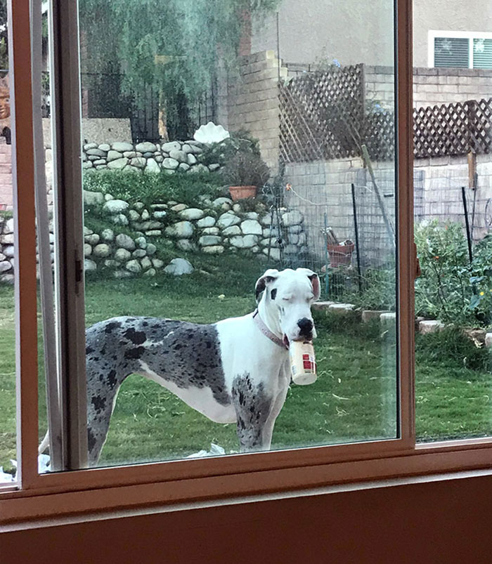 My Parent's Great Dane Stole The Coffee Mate