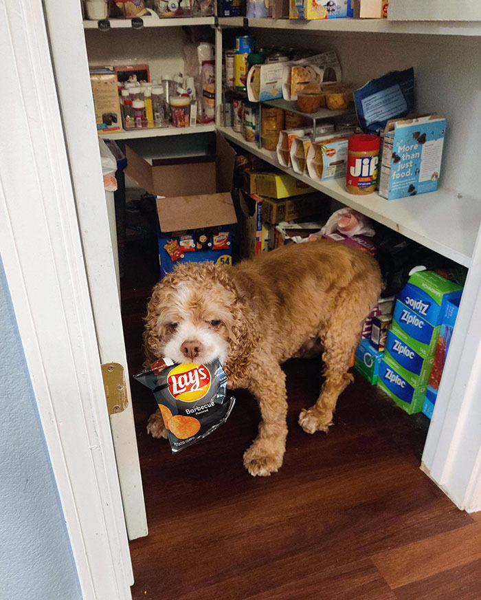 My 15-Year-Old Deaf Cocker Spaniel Thought He Was Being Sneaky Loudly Stealing Chips When The Kids Left The Pantry Open