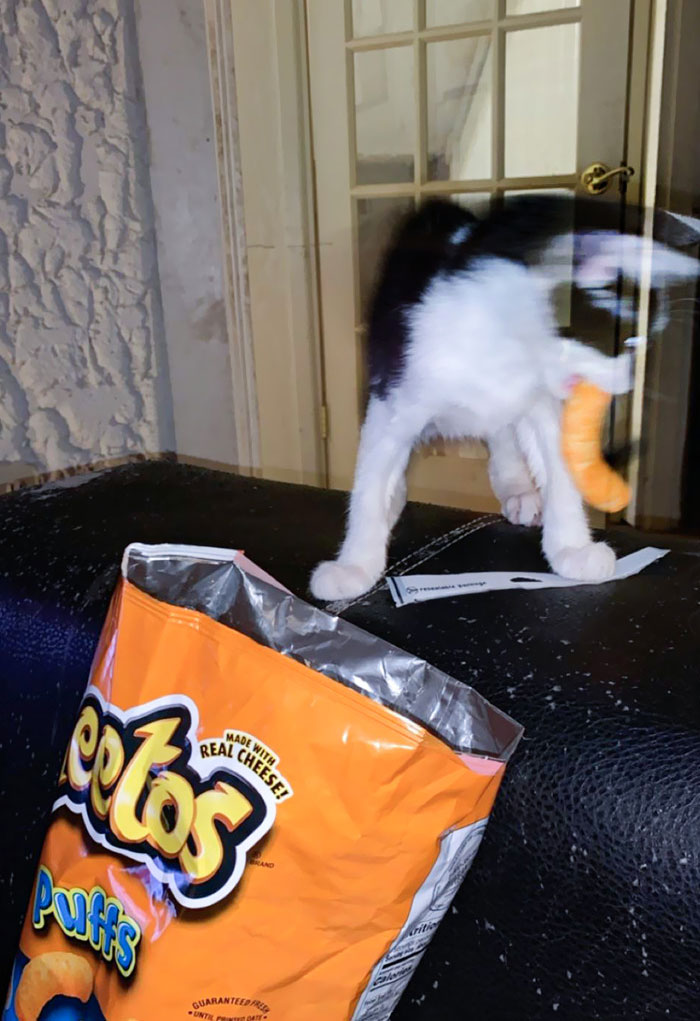 Cheeto Thief