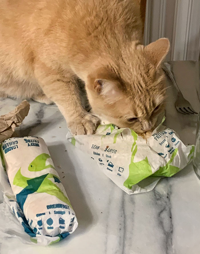 My Husband Didn't Think Cats Would Eat A Burrito. He Was Wrong
