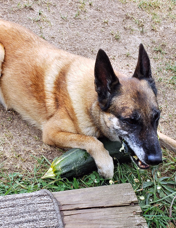 Bone Stole This Giant Zucchini Off The Table And Took It Outside. No Shame