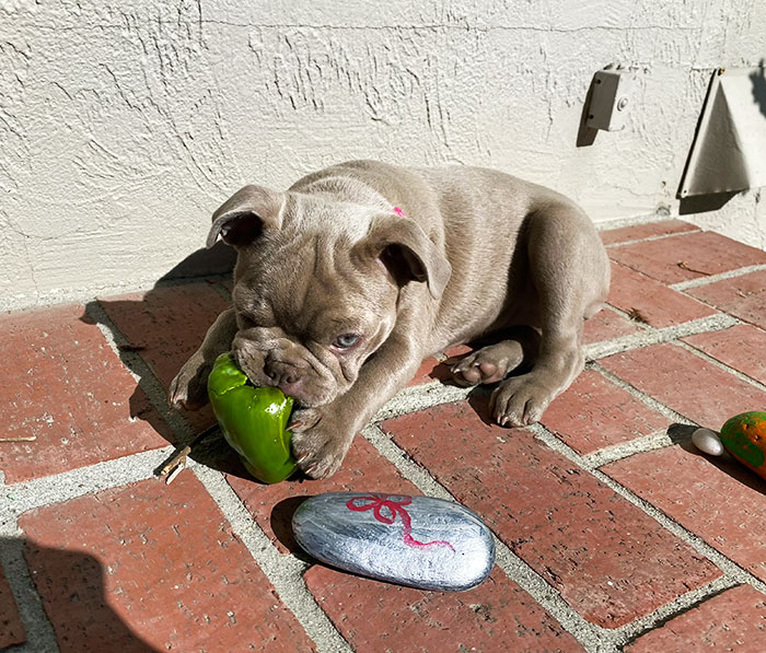 Somebody Got Into The Garden And Stole A Bell Pepper