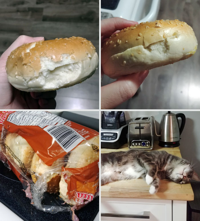 The Cat Was Mad We Weren't Home To Feed Her Dinner. So She Got Back At Us By Ripping Apart A Pack Of Bagels And Taking A Tiny Bite Out Of Each One