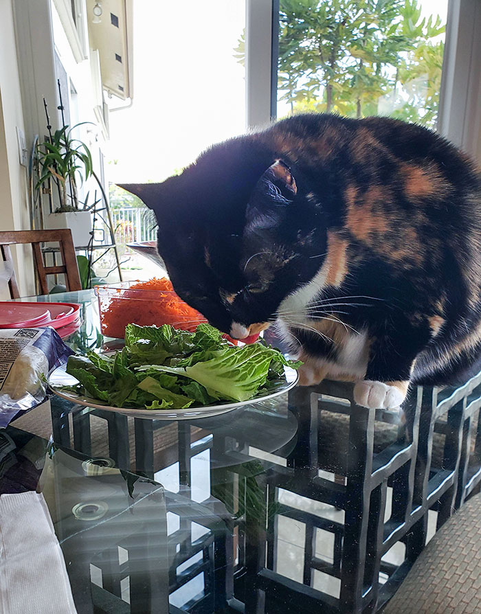 Purrmione Is The Least Food Driven Cat I've Ever Had. However, I Caught Her Stealing Lettuce Today. What A Weirdo
