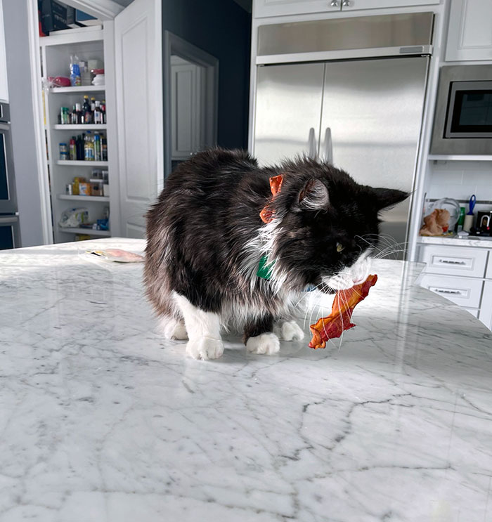 Sylvester Helping Himself To Breakfast