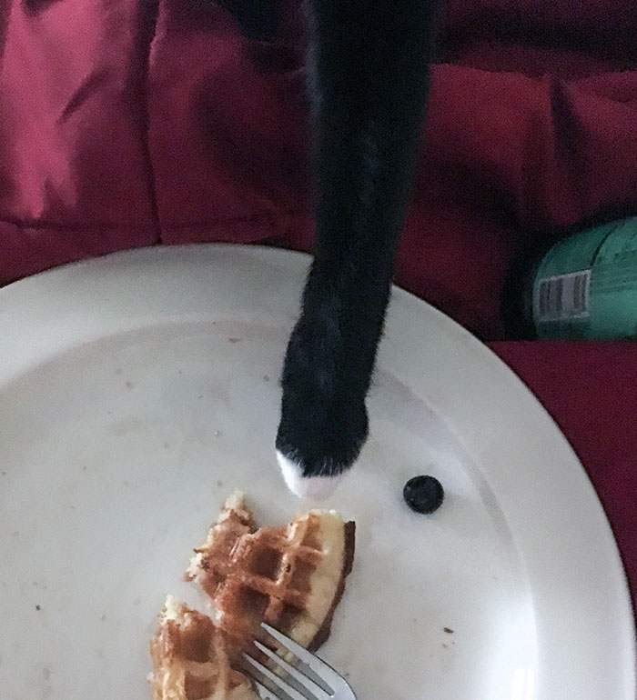 Desayuno con gato