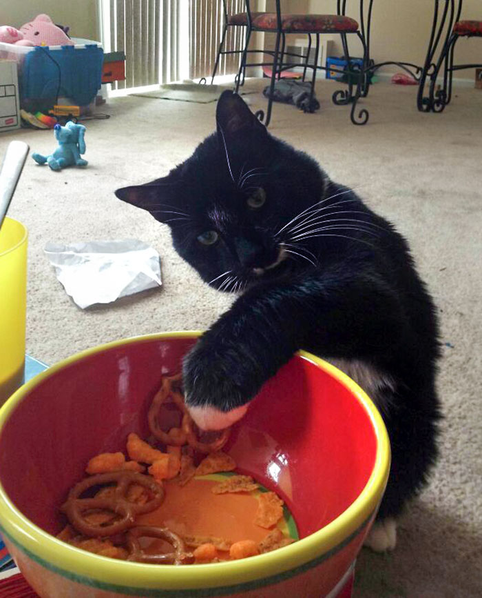 Just My Fat Cat Stealing My Munchies