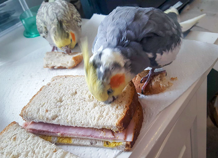 This Adorable Little Jerk Eating My Sandwich While Standing On The Piece Of Bread I Gave Him