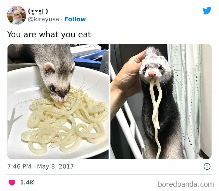 Cute Noodle Stealing A Noodle