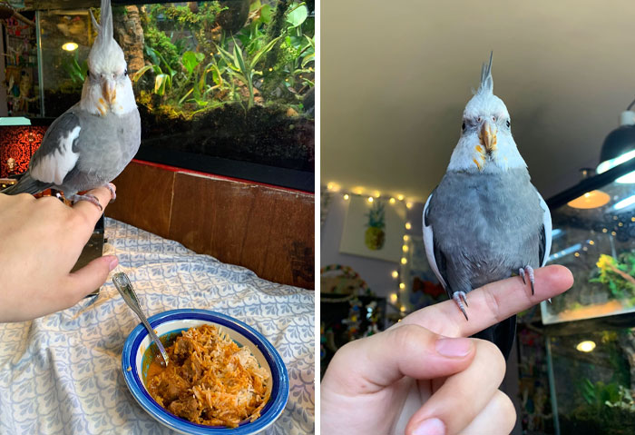 Who Stole My Tikka Masala?