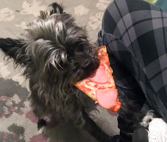 My Daughter Walked Away For Just A Moment. Pupper Trotted Up To Me Super Proud Just As I Heard My Daughter Yelling About Where Her Pizza Was