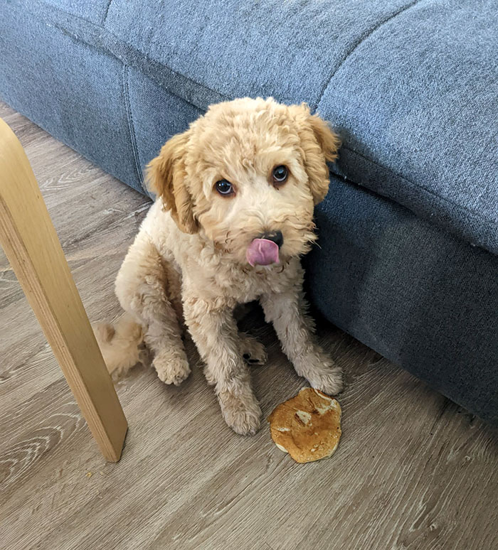 Was Left Alone For 3 Seconds And Stole A Pancake Off The Table. No Regrets