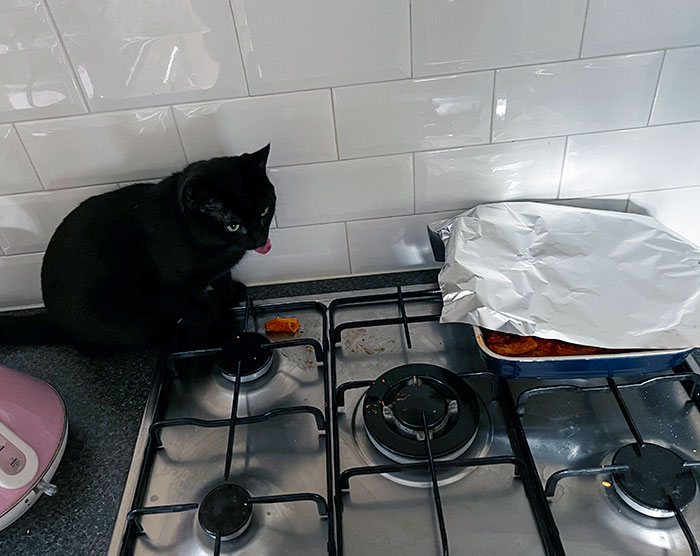 The Gigantic Rat Had A Taste Of My Pasta Bake