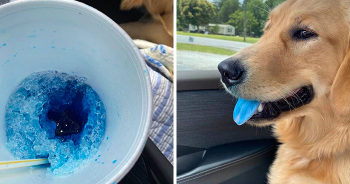 50 Hilarious Times Pets Didn’t Get Away With Stealing Food (New Pics)