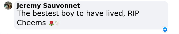 The Internet Is Devastated After 'Doge' Meme Star, Cheems, Passes Away After Undergoing Surgery The Internet Is Devastated After 'Doge' Meme Star, Cheems, Passes Away After Undergoing Surgery