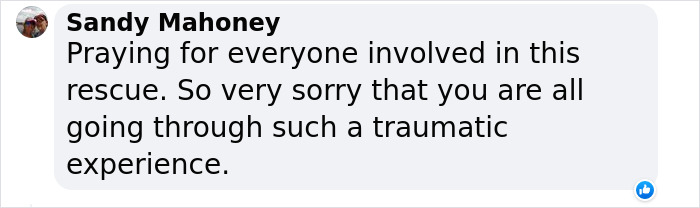 Hope Among Ashes As Maui Community Unites In Helping Wildlife Impacted By Fire Hope Among Ashes As Maui Community Unites In Helping Wildlife Impacted By Fire