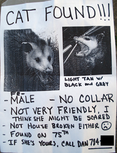 possum-kitty-64d7de5b897eb.jpg