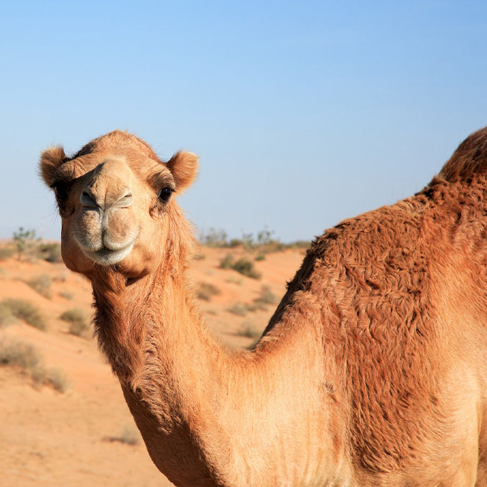 Random Facts That Will Make You Say “Wait, What?”