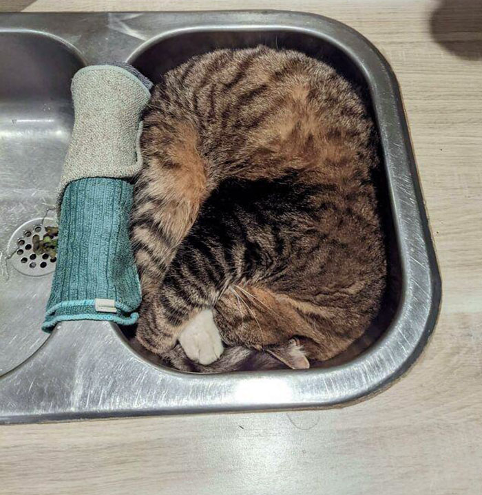 How She Fits Perfectly In The Sink