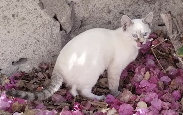 Raising Cheeky And Frankie (11 Pics) Raising Cheeky And Frankie (11 Pics)