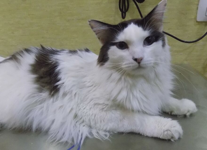 Meet Oliver, Our Sugar Kitty Meet Oliver, Our Sugar Kitty